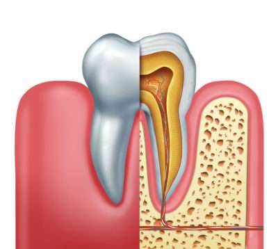 Anatomie dent cabinet dentaire Roanne D2L